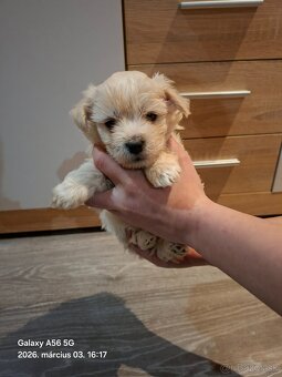 Maltézske šteniatka - 2