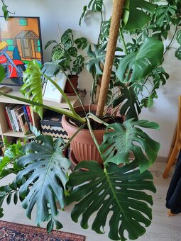 Monstera Deliciosa - 2