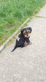 Yorkshire terrier - 2
