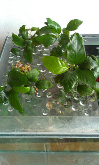 Anubias - 2