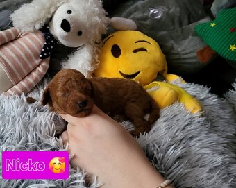 Pudel pudlik Mini toy Red ❤️ - 2
