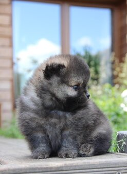 Pomeranian s PP/FCI - 2