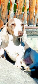 Jazvečík piebald -KRYTIE - 2