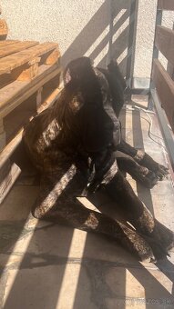 Krytie Cane Corso - 2