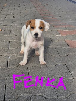 Šteniatka Jack russel - 2