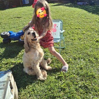 Predám psa - americký kokršpaniel - 2