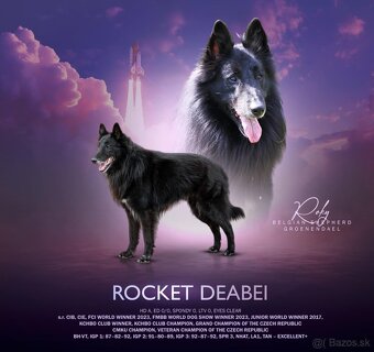 Belgický ovčák groenendael a tervueren s PP - 2