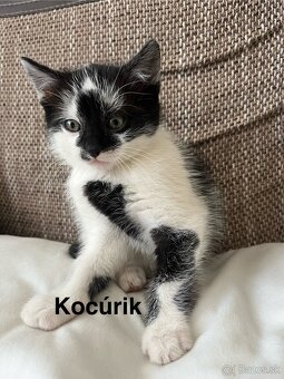 Darujem 3 mačiatka - 2