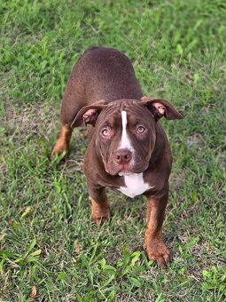 Predám American Bully -Lady Lana(5 mesiacov) - 2