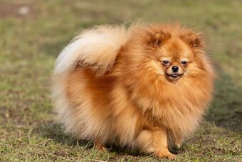 Pomeranian s PP - 2
