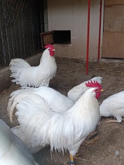 Leghorn kuriatka - 2