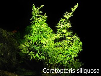 Akvarijne rastliny - 2