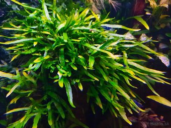 Microsorium sp. Lanjak Entimau - 2