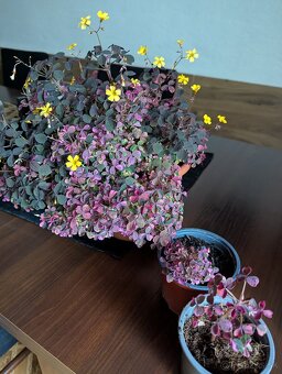 Oxalis Kyslička Vulcanicola Plum Crazy - 2