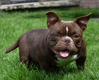 American bully micro NANO - 2