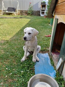 Labrador na predaj - 2