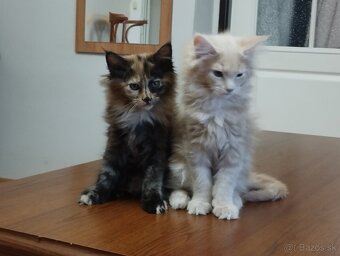 Mainská mývalia,MCO - 2