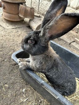 Vymením zajace, kurčatá  a kačky za odstavcata - 2