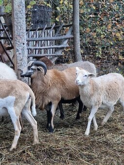 Kamerunsky baran - 2