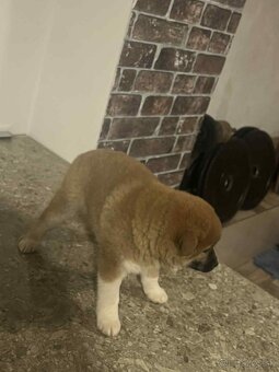 Shiba inu Hačiko - 2