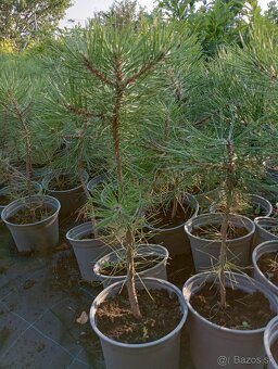 Borovica cierna ,borovica lesna - 2