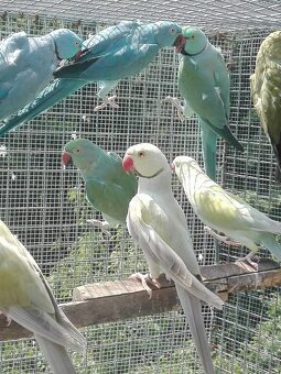 Alexander maly  chovná para - 2