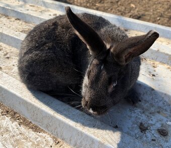 Predám králika - 2