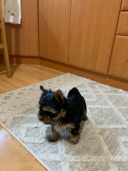 Yorkshirsky terier - 2