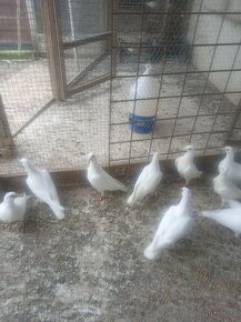 Biele poštové holuby - 2