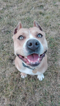 Amstaff - 2