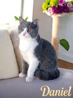 Scottish Fold bicolor - 2