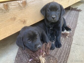 Labrador šteniatka - 2