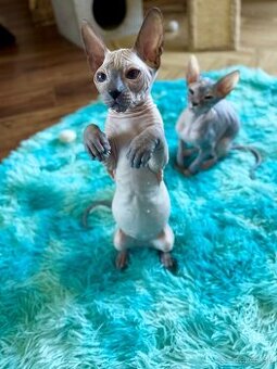 Don Sphynx s PP - 2