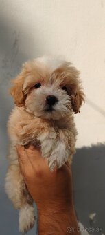 Micro Maltipoo - 2