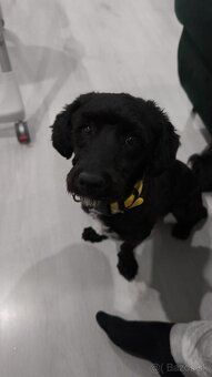 Maltipoo - 2