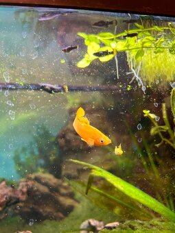 Darujem živorodky - 2