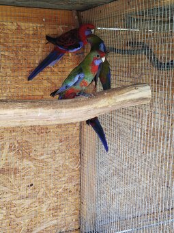 Rozela penantova - 2