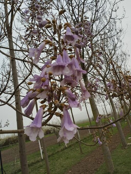 Paulownia Shan Tong - 2