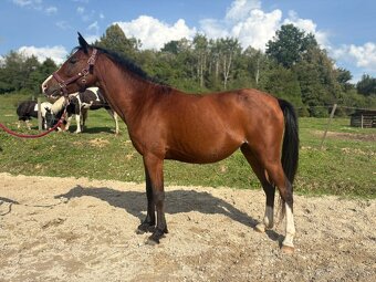 4 rocna pony kobyla - 2