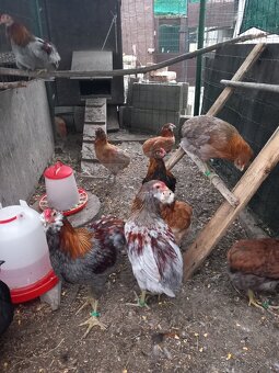 Araucana - 2