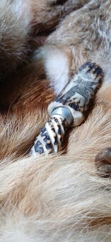 Vabnička, zajačie vrešťadlo - 2