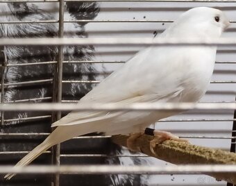 Predám samcov kanárikov: - 2