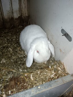 Zdrobnený baran biely modrooký. - 2