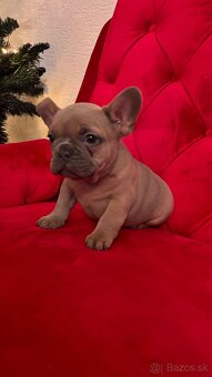 francúzsky buldoček - 2