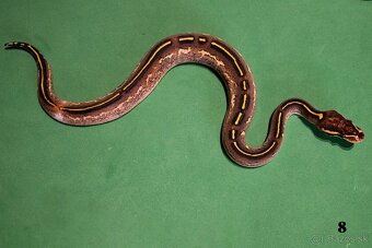 Pytón kráľovský/ Python regius - 2