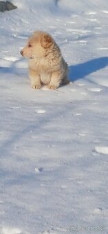 Darujem šteniatka - 2