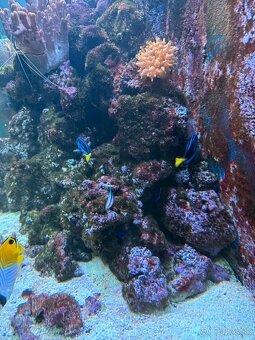 Morské akvárium - Živé skaly - 2