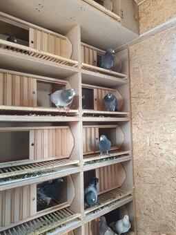 Predám poštové holuby - 2