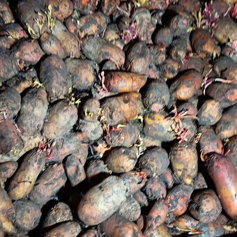 Predám krmnu repu - 2