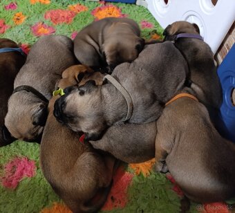 Bulmastif/ Bullmastiff s PP - 2